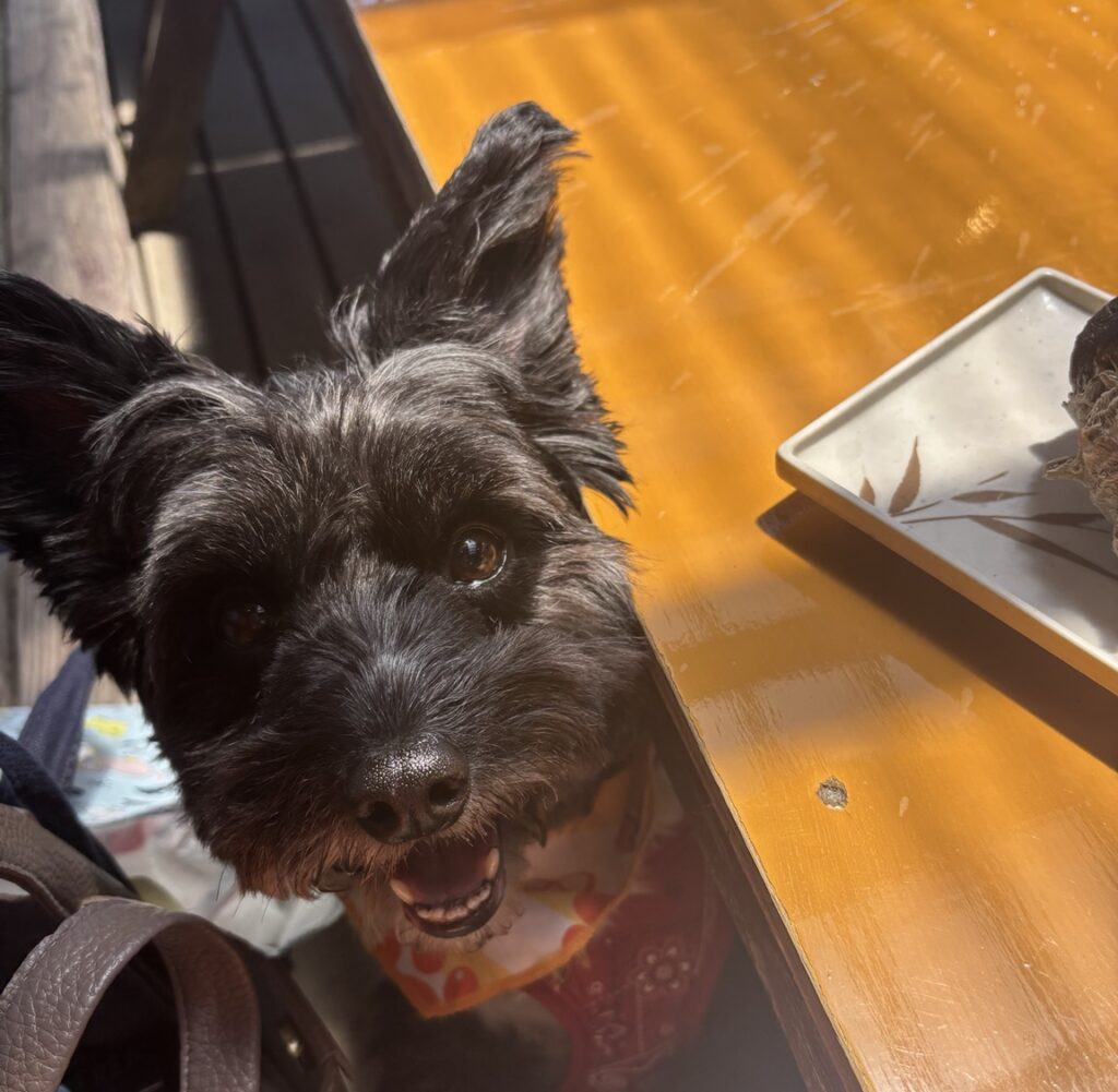 九十九里の浜茶屋 向島のテラス席でくつろぐ愛犬
