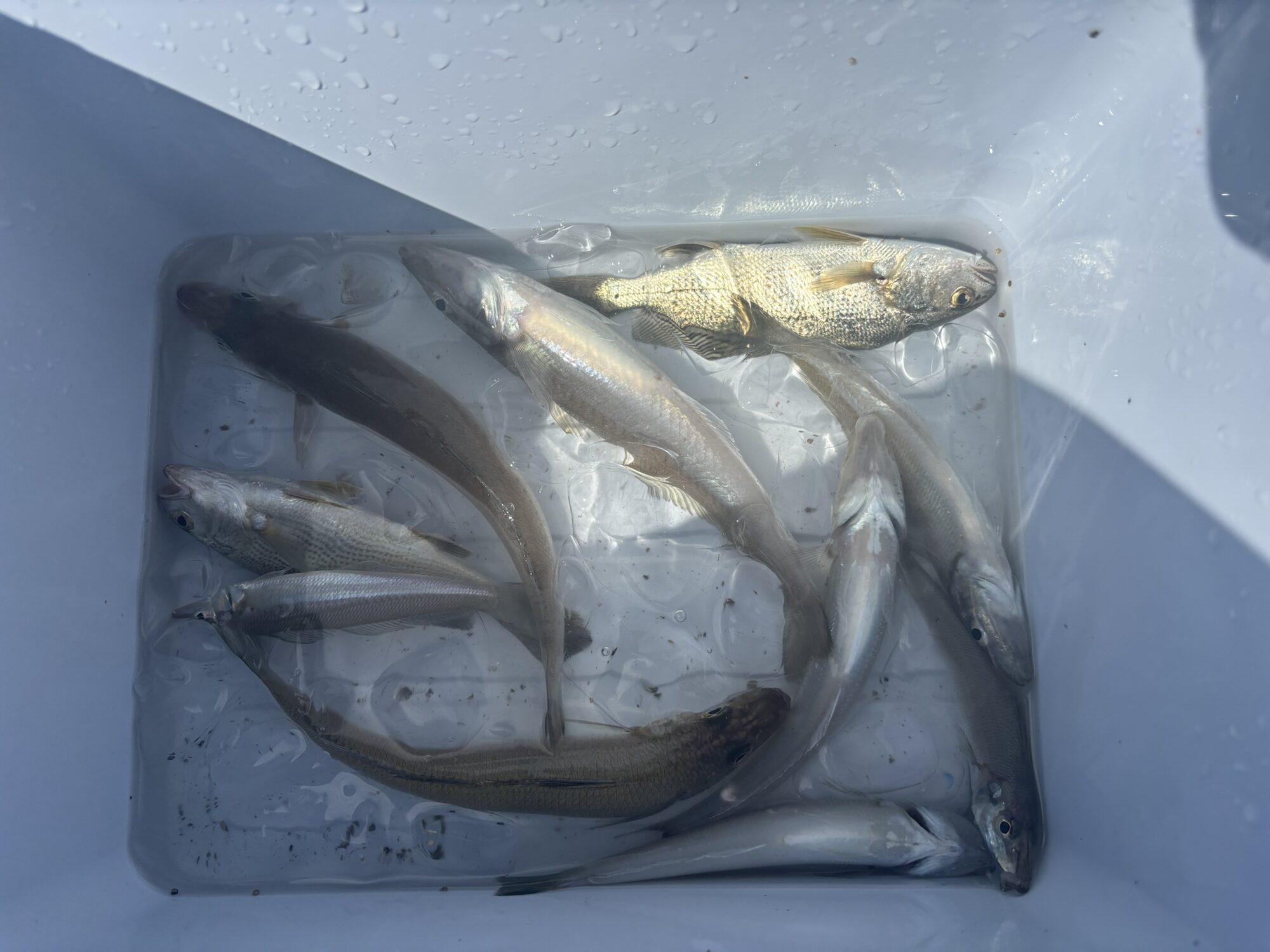キス釣りで釣れた釣果